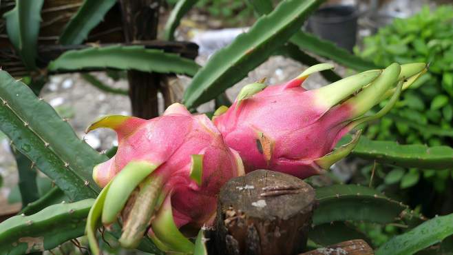 火龙果苗冬天怎么过冬？火龙果幼苗冬天怎么养？-第1张图片-优品飞百科