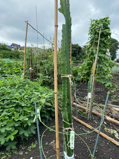 火龙果苗冬天怎么过冬？火龙果幼苗冬天怎么养？-第2张图片-优品飞百科