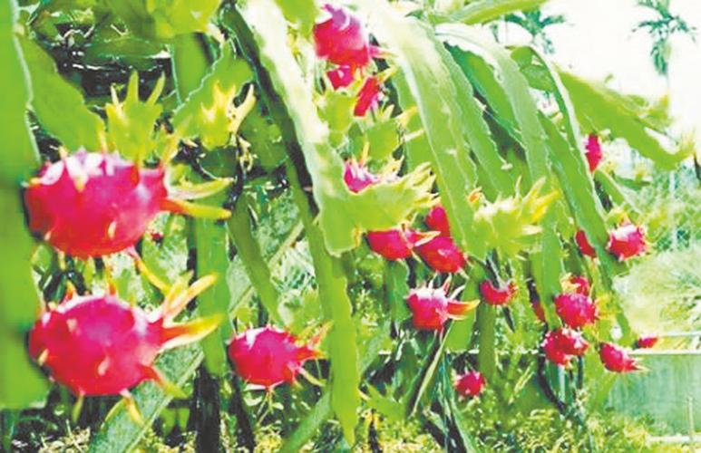 火龙果苗冬天怎么过冬？火龙果幼苗冬天怎么养？-第3张图片-优品飞百科