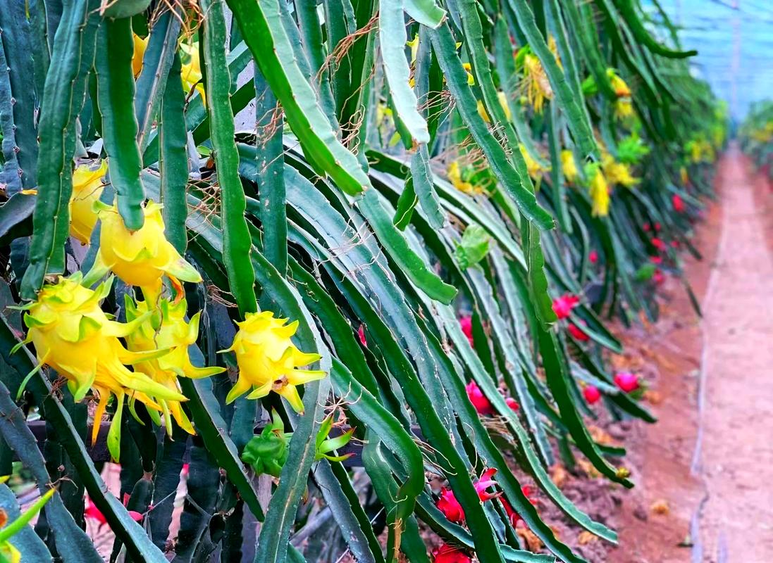 火龙果苗冬天怎么过冬？火龙果幼苗冬天怎么养？-第4张图片-优品飞百科