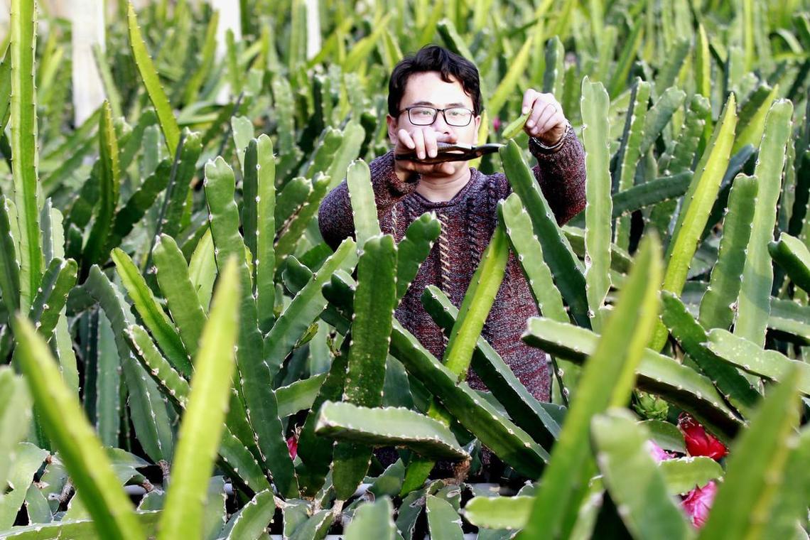 火龙果苗冬天怎么过冬？火龙果幼苗冬天怎么养？-第5张图片-优品飞百科