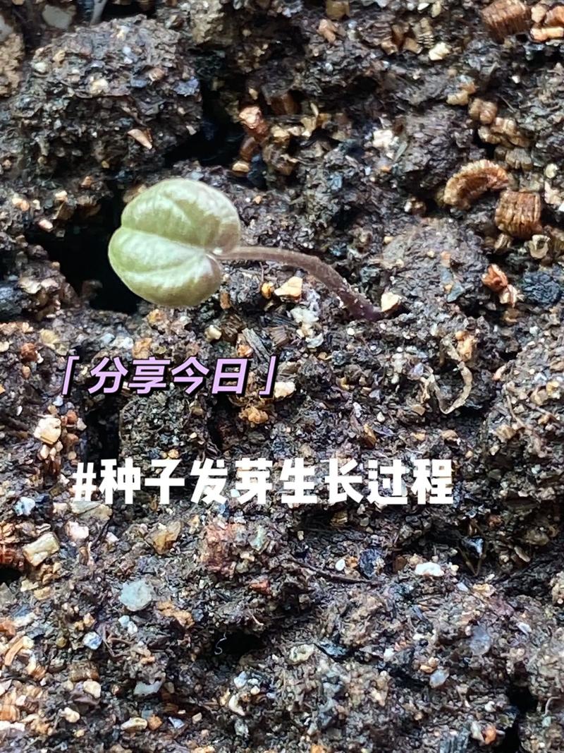 春驹播种方法?春播春种?-第1张图片-优品飞百科 春驹播种方法?春播春种?-第1张图片-优品飞百科