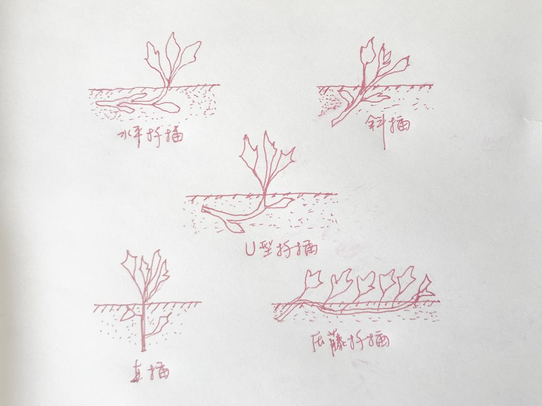 春驹播种方法?春播春种?-第2张图片-优品飞百科 春驹播种方法?春播春种?-第2张图片-优品飞百科