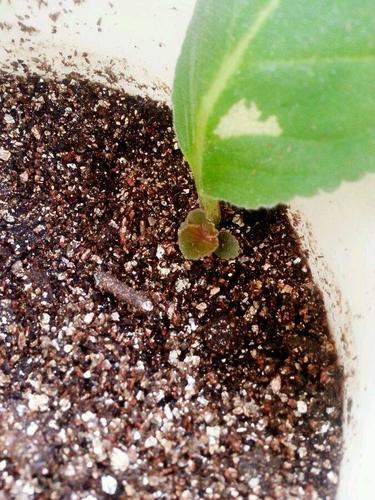 春驹播种方法?春播春种?-第3张图片-优品飞百科 春驹播种方法?春播春种?-第3张图片-优品飞百科