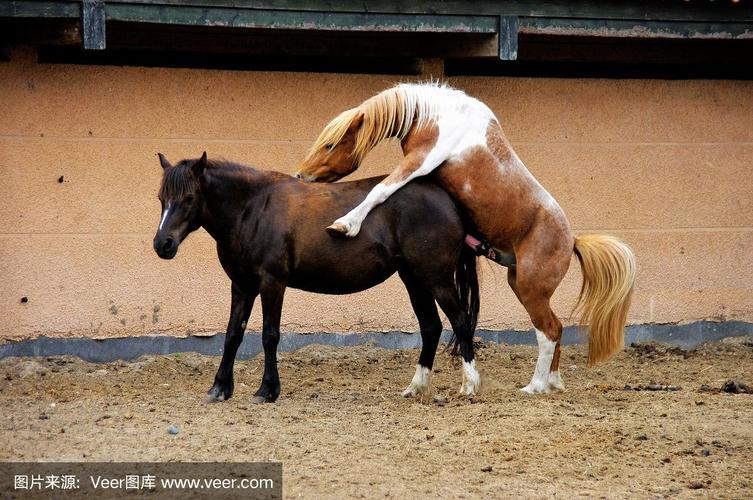 春驹播种方法?春播春种?-第4张图片-优品飞百科 春驹播种方法?春播春种?-第4张图片-优品飞百科