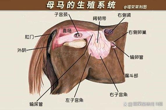 春驹播种方法?春播春种?-第5张图片-优品飞百科 春驹播种方法?春播春种?-第5张图片-优品飞百科