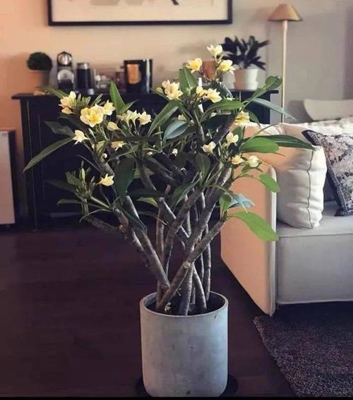 鸡蛋花秋天怎么养,鸡蛋花秋天可以换盆吗?-第1张图片-优品飞百科 鸡蛋花秋天怎么养,鸡蛋花秋天可以换盆吗?-第1张图片-优品飞百科