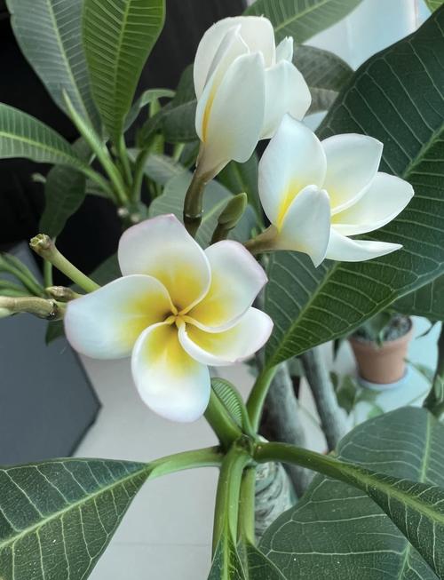 鸡蛋花秋天怎么养,鸡蛋花秋天可以换盆吗?-第2张图片-优品飞百科 鸡蛋花秋天怎么养,鸡蛋花秋天可以换盆吗?-第2张图片-优品飞百科