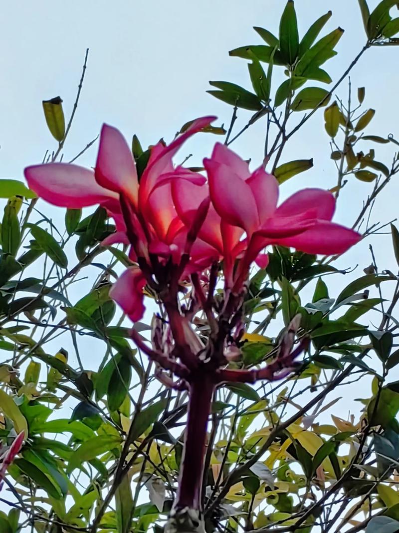 鸡蛋花秋天怎么养,鸡蛋花秋天可以换盆吗?-第3张图片-优品飞百科 鸡蛋花秋天怎么养,鸡蛋花秋天可以换盆吗?-第3张图片-优品飞百科