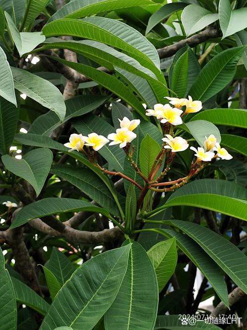 鸡蛋花秋天怎么养,鸡蛋花秋天可以换盆吗?-第4张图片-优品飞百科 鸡蛋花秋天怎么养,鸡蛋花秋天可以换盆吗?-第4张图片-优品飞百科