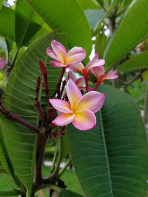 鸡蛋花秋天怎么养,鸡蛋花秋天可以换盆吗?-第6张图片-优品飞百科 鸡蛋花秋天怎么养,鸡蛋花秋天可以换盆吗?-第6张图片-优品飞百科