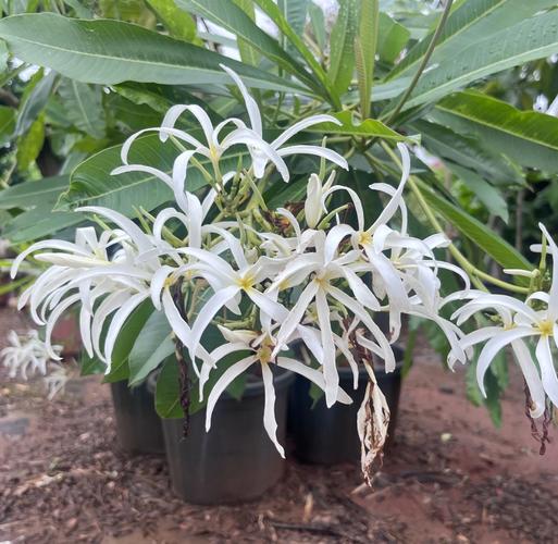 鸡蛋花秋天怎么养,鸡蛋花秋天可以换盆吗?-第7张图片-优品飞百科 鸡蛋花秋天怎么养,鸡蛋花秋天可以换盆吗?-第7张图片-优品飞百科