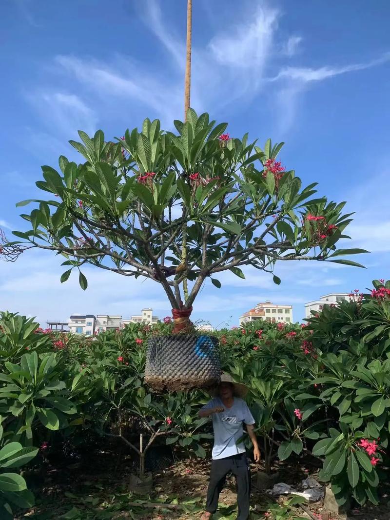 鸡蛋花秋天怎么养,鸡蛋花秋天可以换盆吗?-第8张图片-优品飞百科 鸡蛋花秋天怎么养,鸡蛋花秋天可以换盆吗?-第8张图片-优品飞百科