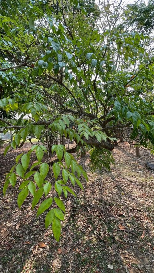 火烧花的养殖方法？火烧的做法和配方视频教程？-第1张图片-优品飞百科