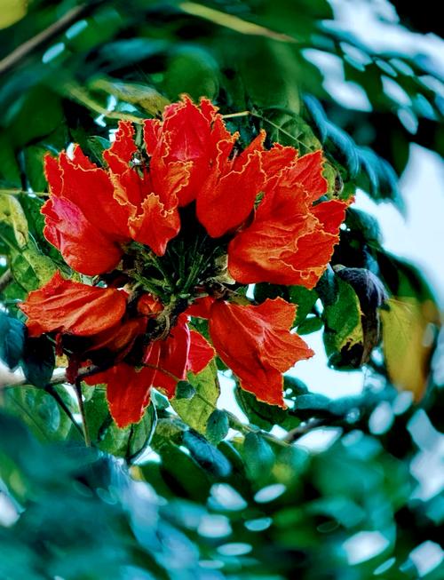 火烧花的养殖方法？火烧的做法和配方视频教程？-第2张图片-优品飞百科