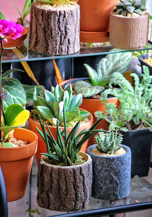 火烧花的养殖方法？火烧的做法和配方视频教程？-第3张图片-优品飞百科