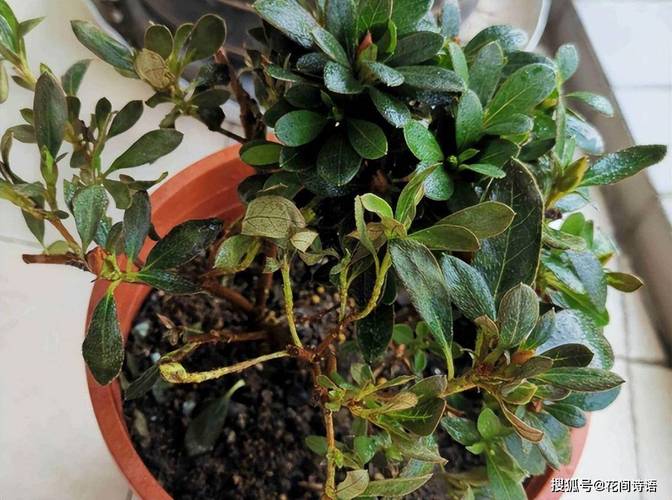 火烧花的养殖方法？火烧的做法和配方视频教程？-第4张图片-优品飞百科