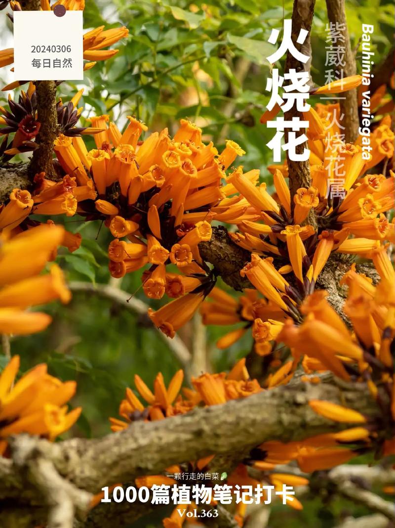 火烧花的养殖方法？火烧的做法和配方视频教程？-第6张图片-优品飞百科