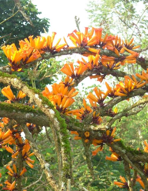 火烧花的养殖方法？火烧的做法和配方视频教程？-第8张图片-优品飞百科