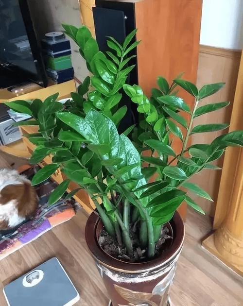 怎样让金钱树快长新芽，怎么才能让金钱树多发芽-第1张图片-优品飞百科