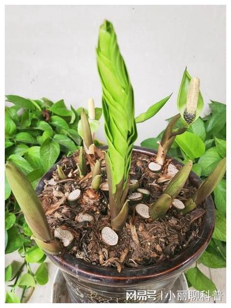 怎样让金钱树快长新芽，怎么才能让金钱树多发芽-第2张图片-优品飞百科