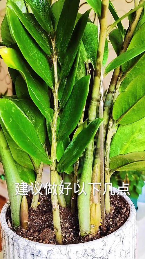 怎样让金钱树快长新芽，怎么才能让金钱树多发芽-第5张图片-优品飞百科