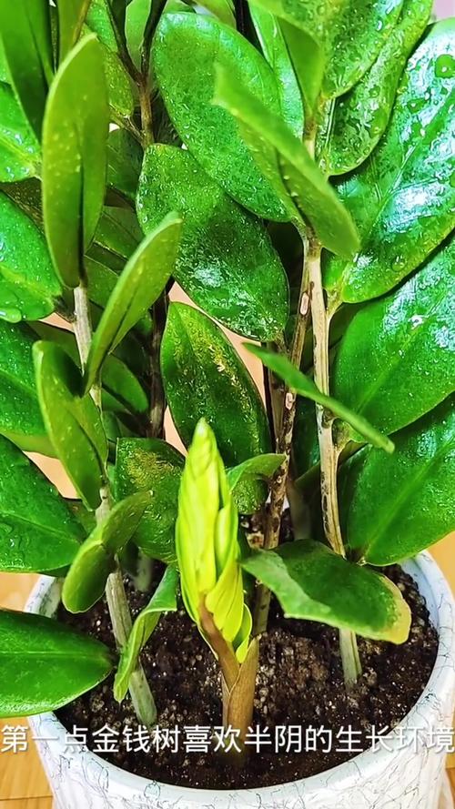 怎样让金钱树快长新芽，怎么才能让金钱树多发芽-第6张图片-优品飞百科