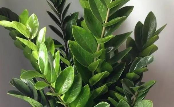 怎样让金钱树快长新芽，怎么才能让金钱树多发芽-第7张图片-优品飞百科