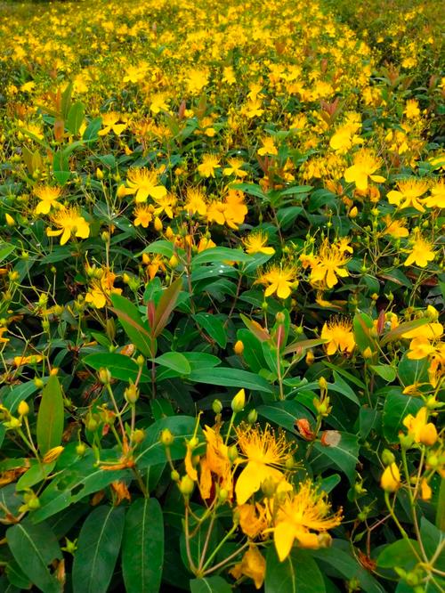 金丝桃的繁殖方式？金丝桃扦插多久生根？-第1张图片-优品飞百科