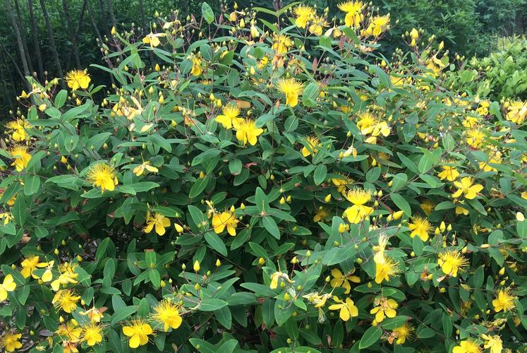 金丝桃的繁殖方式？金丝桃扦插多久生根？-第3张图片-优品飞百科