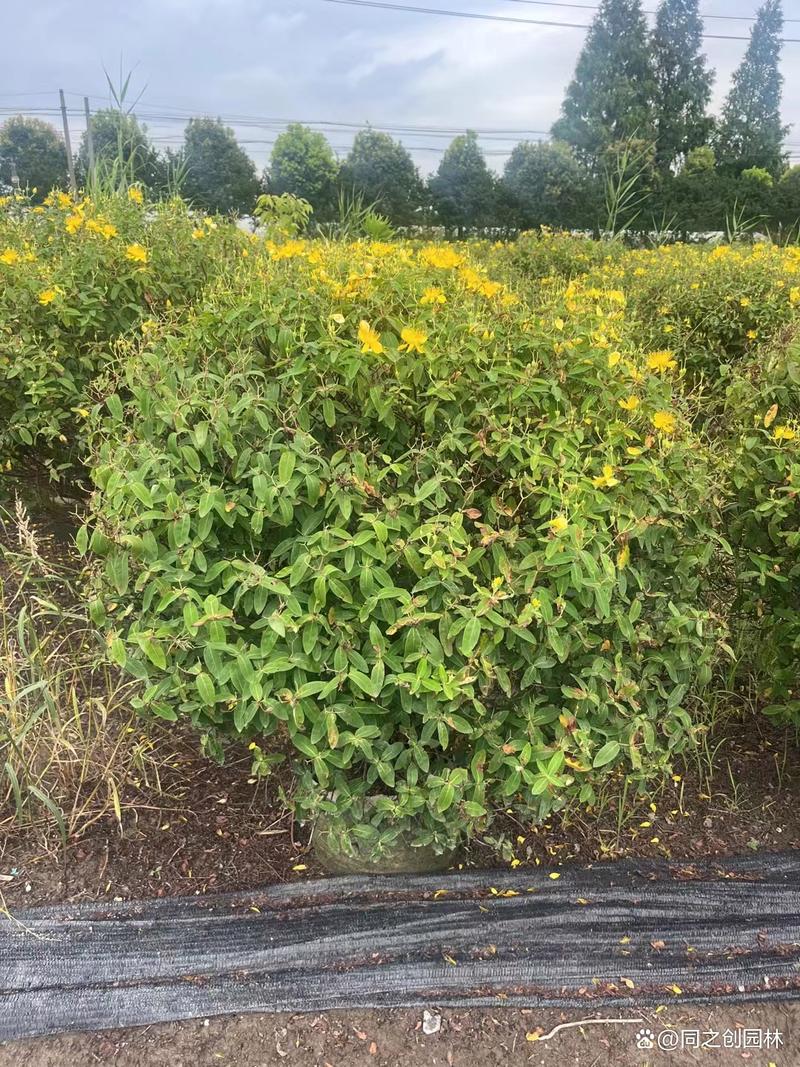 金丝桃的繁殖方式？金丝桃扦插多久生根？-第2张图片-优品飞百科