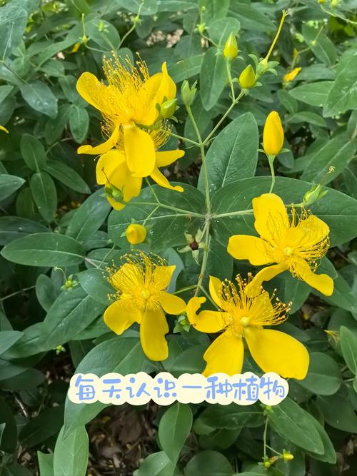 金丝桃的繁殖方式？金丝桃扦插多久生根？-第4张图片-优品飞百科