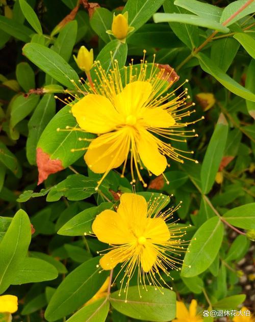 金丝桃的繁殖方式？金丝桃扦插多久生根？-第5张图片-优品飞百科