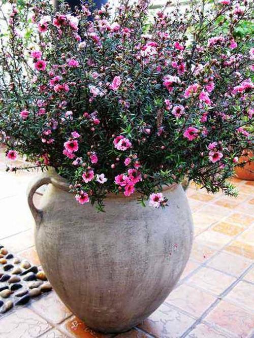 松红梅冬天怎么浇水,松红梅多久浇水一次?-第1张图片-优品飞百科 松红梅冬天怎么浇水,松红梅多久浇水一次?-第1张图片-优品飞百科