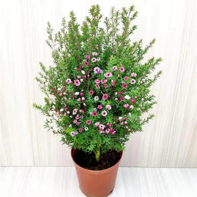 松红梅冬天怎么浇水,松红梅多久浇水一次?-第2张图片-优品飞百科 松红梅冬天怎么浇水,松红梅多久浇水一次?-第2张图片-优品飞百科