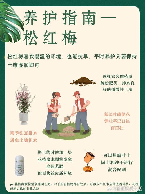 松红梅冬天怎么浇水,松红梅多久浇水一次?-第3张图片-优品飞百科 松红梅冬天怎么浇水,松红梅多久浇水一次?-第3张图片-优品飞百科