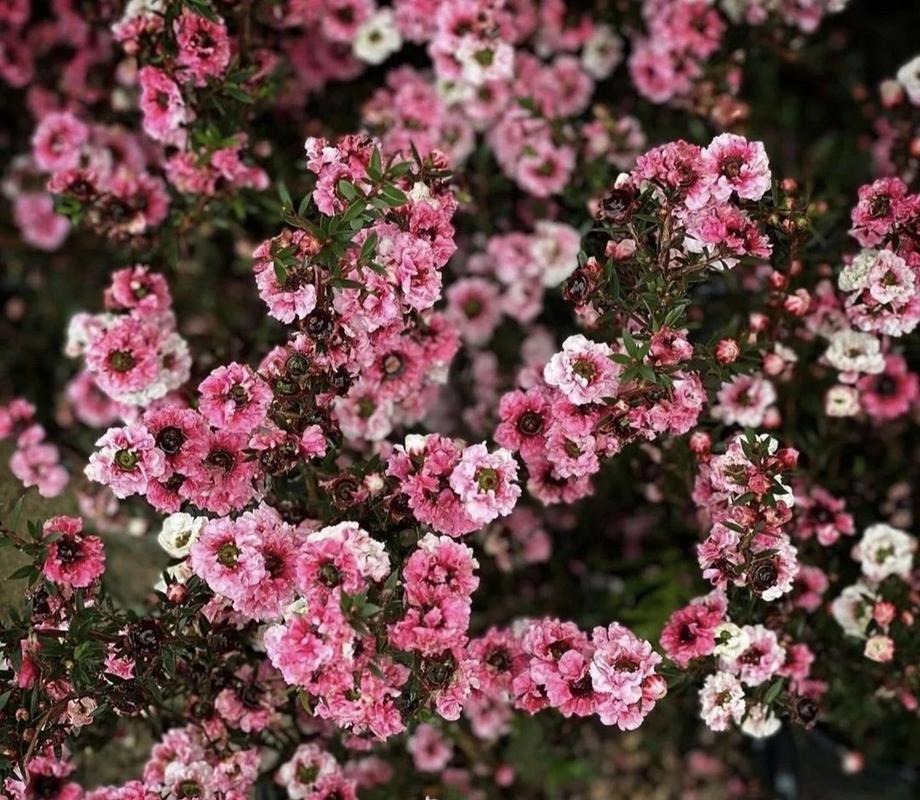 松红梅冬天怎么浇水,松红梅多久浇水一次?-第4张图片-优品飞百科 松红梅冬天怎么浇水,松红梅多久浇水一次?-第4张图片-优品飞百科