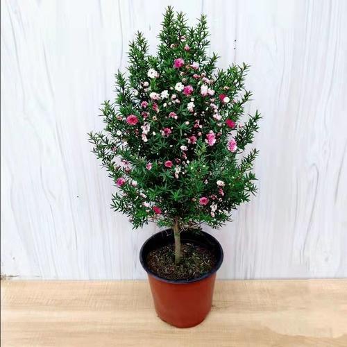 松红梅冬天怎么浇水,松红梅多久浇水一次?-第5张图片-优品飞百科 松红梅冬天怎么浇水,松红梅多久浇水一次?-第5张图片-优品飞百科