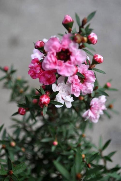 松红梅冬天怎么浇水,松红梅多久浇水一次?-第6张图片-优品飞百科 松红梅冬天怎么浇水,松红梅多久浇水一次?-第6张图片-优品飞百科