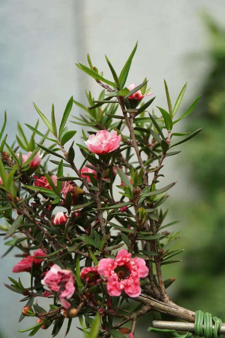 松红梅冬天怎么浇水,松红梅多久浇水一次?-第7张图片-优品飞百科 松红梅冬天怎么浇水,松红梅多久浇水一次?-第7张图片-优品飞百科