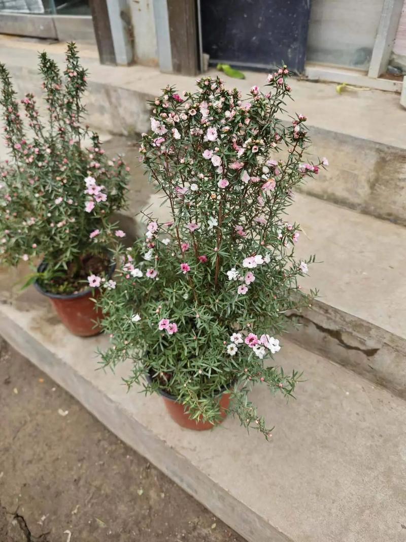 松红梅冬天怎么浇水,松红梅多久浇水一次?-第8张图片-优品飞百科 松红梅冬天怎么浇水,松红梅多久浇水一次?-第8张图片-优品飞百科