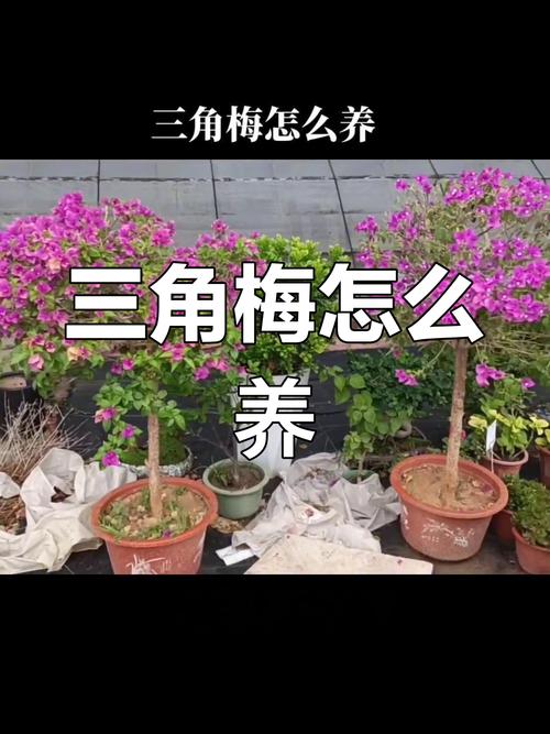 怎么让三角梅全年开花,怎样让三角梅开花多-第2张图片-优品飞百科 怎么让三角梅全年开花,怎样让三角梅开花多-第2张图片-优品飞百科