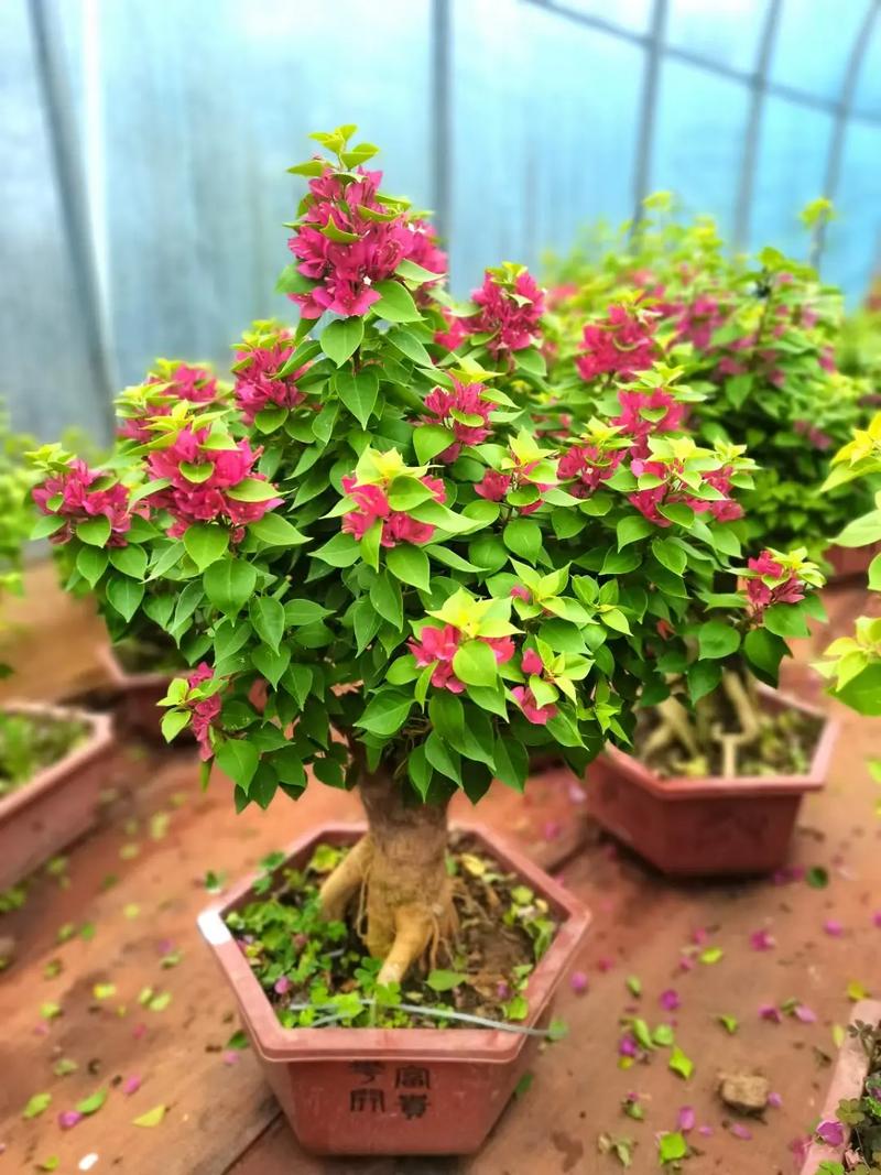 怎么让三角梅全年开花,怎样让三角梅开花多-第3张图片-优品飞百科 怎么让三角梅全年开花,怎样让三角梅开花多-第3张图片-优品飞百科