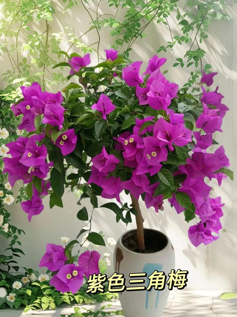 怎么让三角梅全年开花,怎样让三角梅开花多-第4张图片-优品飞百科 怎么让三角梅全年开花,怎样让三角梅开花多-第4张图片-优品飞百科