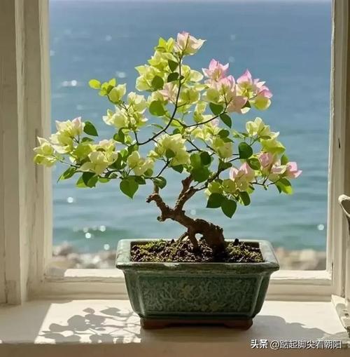 怎么让三角梅全年开花,怎样让三角梅开花多-第6张图片-优品飞百科 怎么让三角梅全年开花,怎样让三角梅开花多-第6张图片-优品飞百科