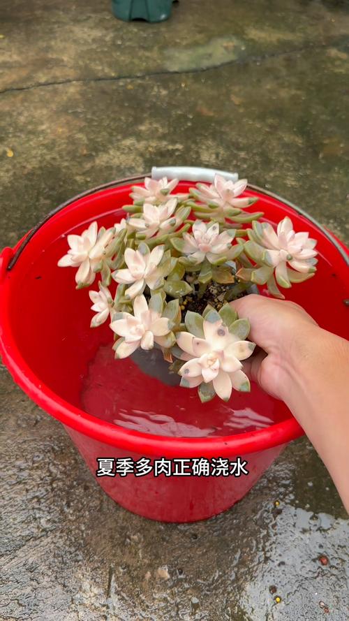 多肉浇水多了怎么补救,多肉浇多了水的表现?-第2张图片-优品飞百科 多肉浇水多了怎么补救,多肉浇多了水的表现?-第2张图片-优品飞百科