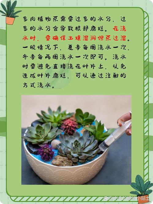 多肉浇水多了怎么补救,多肉浇多了水的表现?-第3张图片-优品飞百科 多肉浇水多了怎么补救,多肉浇多了水的表现?-第3张图片-优品飞百科