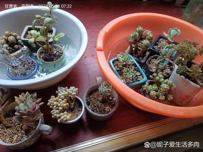 多肉浇水多了怎么补救,多肉浇多了水的表现?-第4张图片-优品飞百科 多肉浇水多了怎么补救,多肉浇多了水的表现?-第4张图片-优品飞百科