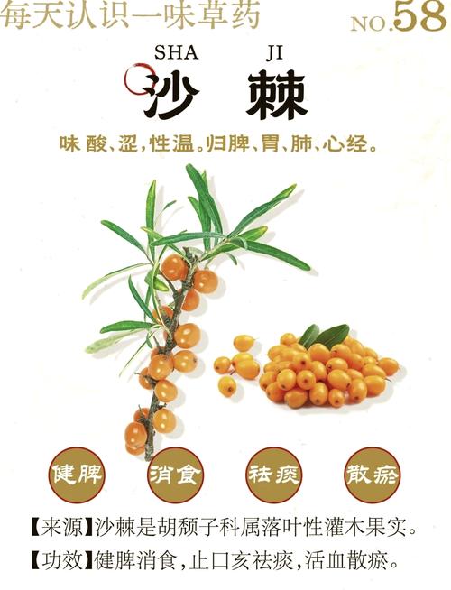 沙棘播种育苗技术，沙棘育种方法？-第2张图片-优品飞百科