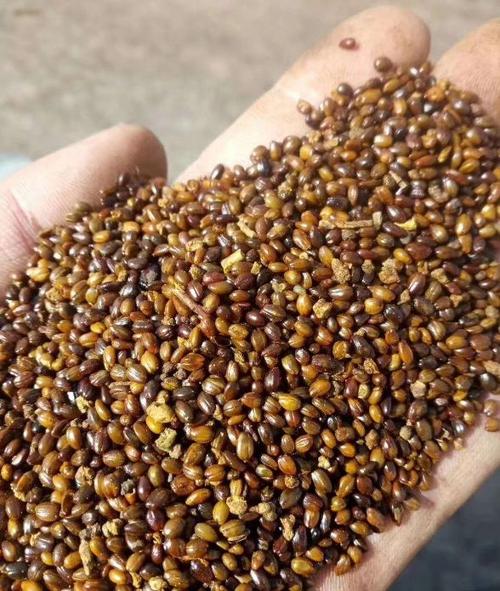 沙棘播种育苗技术，沙棘育种方法？-第4张图片-优品飞百科